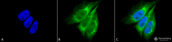 Rabbit Anti-KDEL Antibody used in Immunocytochemistry/Immunofluorescence (ICC/IF) on Human Heat Shocked HeLa Cells (SPC-109)