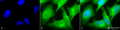 Rabbit Anti-HO-1 Antibody used in Immunocytochemistry/Immunofluorescence (ICC/IF) on Human Heat Shocked HeLa Cells (SPC-112)