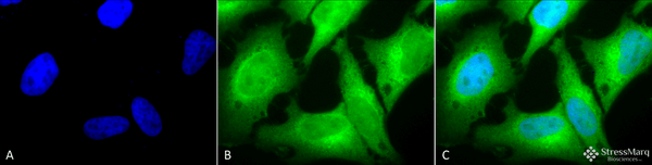 Rabbit Anti-HO-1 Antibody used in Immunocytochemistry/Immunofluorescence (ICC/IF) on Human Heat Shocked HeLa Cells (SPC-112)