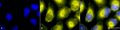 Rabbit Anti-PDI Antibody used in Immunocytochemistry/Immunofluorescence (ICC/IF) on Human HeLa Cells (SPC-114)