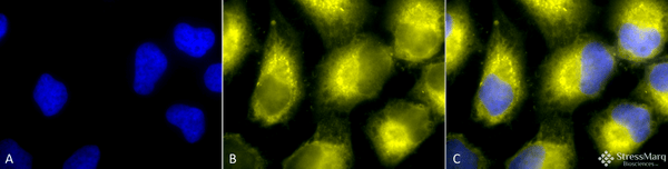 Rabbit Anti-PDI Antibody used in Immunocytochemistry/Immunofluorescence (ICC/IF) on Human HeLa Cells (SPC-114)