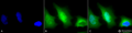 Rabbit Anti-SOD1 (Cu/Zn) Antibody used in Immunocytochemistry/Immunofluorescence (ICC/IF) on Human HeLa Cells (SPC-115)