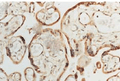 Rabbit Anti-SOD1 (Cu/Zn) Antibody used in Immunohistochemistry (IHC) on Human Placenta (SPC-116)