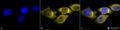 Rabbit Anti-SOD2 (Mn) Antibody used in Immunocytochemistry/Immunofluorescence (ICC/IF) on Human Cervical cancer cell line (HeLa) (SPC-117)