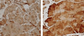 Rabbit Anti-SOD2 (Mn) Antibody used in Immunohistochemistry (IHC) on Rat muscle fibres (SPC-118)