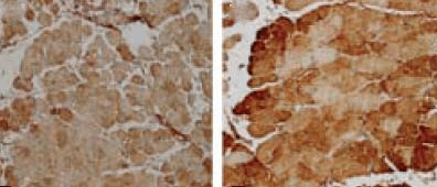 Rabbit Anti-SOD2 (Mn) Antibody used in Immunohistochemistry (IHC) on Rat muscle fibres (SPC-118)