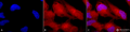 Rabbit Anti-Erk1/2 Antibody used in Immunocytochemistry/Immunofluorescence (ICC/IF) on Human Cervical cancer cell line (HeLa) (SPC-120)