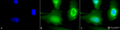 Rabbit Anti-Calreticulin Antibody used in Immunocytochemistry/Immunofluorescence (ICC/IF) on Human Heat Shocked Cervical cancer cell line (HeLa) (SPC-122)