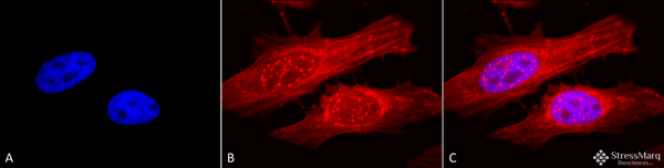 Rabbit Anti-Alpha B Crystallin Antibody used in Immunocytochemistry/Immunofluorescence (ICC/IF) on Human Heat Shocked Cervical cancer cell line (HeLa) (SPC-126)
