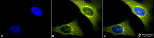 Rabbit Anti-Rab4 Antibody used in Immunocytochemistry/Immunofluorescence (ICC/IF) on Human Heat Shocked Cervical cancer cell line (HeLa) (SPC-141)