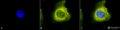 Rabbit Anti-CDC37 Antibody used in Immunocytochemistry/Immunofluorescence (ICC/IF) on Human Heat Shocked Cervical cancer cell line (HeLa) (SPC-142)