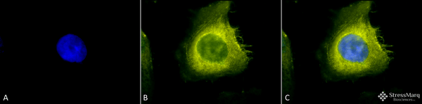 Rabbit Anti-CDC37 Antibody used in Immunocytochemistry/Immunofluorescence (ICC/IF) on Human Heat Shocked Cervical cancer cell line (HeLa) (SPC-142)