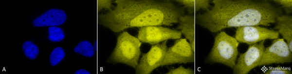 Rabbit Anti-Phosphoserine Antibody used in Immunocytochemistry/Immunofluorescence (ICC/IF) on Cervical cancer cell line (HeLa) (SPC-149)