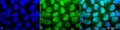 Rabbit Anti-Methylated Lysine Antibody used in Immunocytochemistry/Immunofluorescence (ICC/IF) on Cervical cancer cell line (HeLa) (SPC-158)