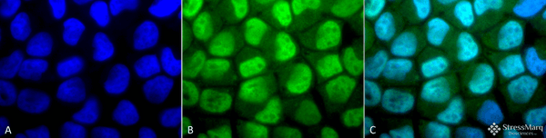 Rabbit Anti-Methylated Lysine Antibody used in Immunocytochemistry/Immunofluorescence (ICC/IF) on Cervical cancer cell line (HeLa) (SPC-158)
