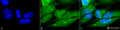 Rabbit Anti-p38 Antibody used in Immunocytochemistry/Immunofluorescence (ICC/IF) on Cervical cancer cell line (HeLa) (SPC-172)