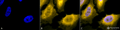 Chicken Anti-Hsp70 Antibody used in Immunocytochemistry/Immunofluorescence (ICC/IF) on Heat Shocked Cervical cancer cell line (HeLa) (SPC-178)