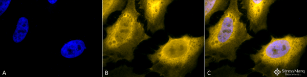 Chicken Anti-Hsp70 Antibody used in Immunocytochemistry/Immunofluorescence (ICC/IF) on Heat Shocked Cervical cancer cell line (HeLa) (SPC-178)