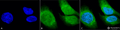 Rabbit Anti-GRP78 (Bip) Antibody used in Immunocytochemistry/Immunofluorescence (ICC/IF) on Heat Shocked Cervical cancer cell line (HeLa) (SPC-180)