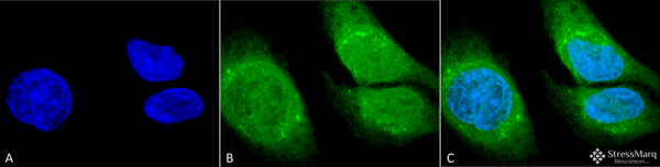 Rabbit Anti-GRP78 (Bip) Antibody used in Immunocytochemistry/Immunofluorescence (ICC/IF) on Heat Shocked Cervical cancer cell line (HeLa) (SPC-180)