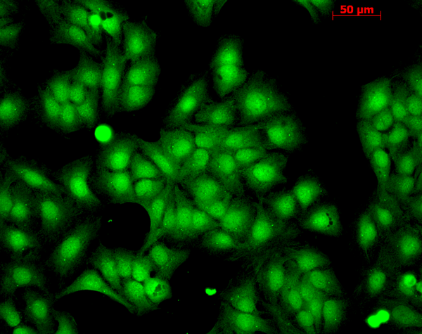 Rabbit Anti-HSP22 Antibody used in Immunocytochemistry/Immunofluorescence (ICC/IF) on HaCaT cells (SPC-181)
