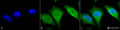 Rabbit Anti-Calnexin-CT Antibody used in Immunocytochemistry/Immunofluorescence (ICC/IF) on Heat Shocked Cervical cancer cell line (HeLa) (SPC-182)