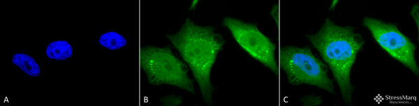 Rabbit Anti-Calnexin-CT Antibody used in Immunocytochemistry/Immunofluorescence (ICC/IF) on Heat Shocked Cervical cancer cell line (HeLa) (SPC-182)
