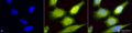 Rabbit Anti-AHA1 Antibody used in Immunocytochemistry/Immunofluorescence (ICC/IF) on Heat Shocked Cervical cancer cell line (HeLa) (SPC-183)