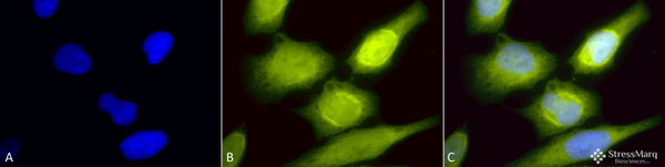 Rabbit Anti-AHA1 Antibody used in Immunocytochemistry/Immunofluorescence (ICC/IF) on Heat Shocked Cervical cancer cell line (HeLa) (SPC-183)