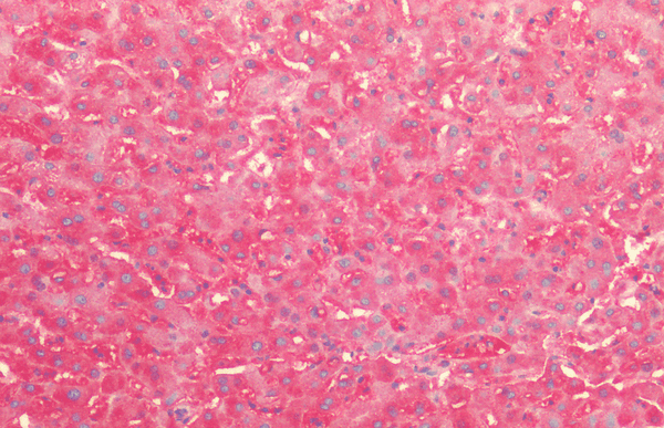Rabbit Anti-HSP60 Antibody used in Immunohistochemistry (IHC) on Liver (SPC-185)