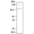 Rabbit Anti-HSP70 Antibody used in Western blot (WB) on Lysates (SPC-186)