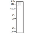 Rabbit Anti-HSP90 Antibody used in Western blot (WB) on Lysates (SPC-187)