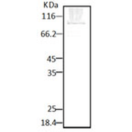 Rabbit Anti-HSP90 Antibody used in Western blot (WB) on Lysates (SPC-187)