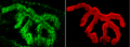 Rabbit Anti-Piccolo Antibody used in Immunohistochemistry (IHC) on Muscle (SPC-197)