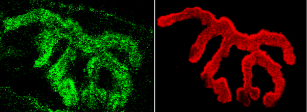 Rabbit Anti-Piccolo Antibody used in Immunohistochemistry (IHC) on Muscle (SPC-197)