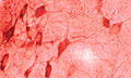 Rabbit Anti-HO-1 Antibody used in Immunohistochemistry (IHC) on Brain (SPC-211)