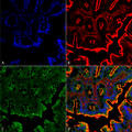 Rabbit Anti-NHE3 Antibody used in Immunohistochemistry (IHC) on Colon (SPC-400)