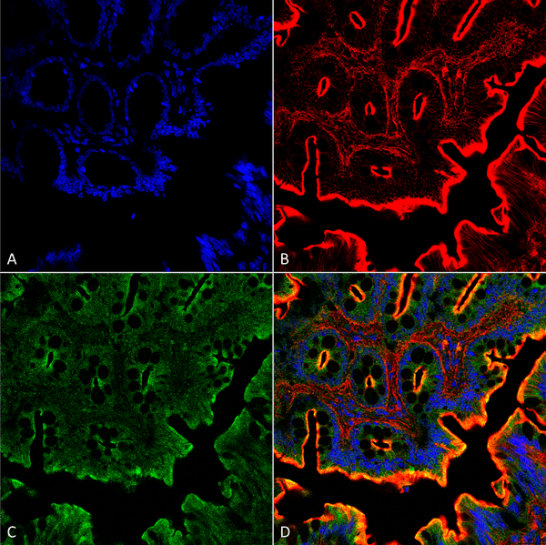 Rabbit Anti-NHE3 Antibody used in Immunohistochemistry (IHC) on Colon (SPC-400)