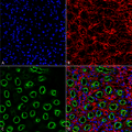 Rabbit Anti-NKCC2 Antibody used in Immunohistochemistry (IHC) on Kidney (SPC-401)