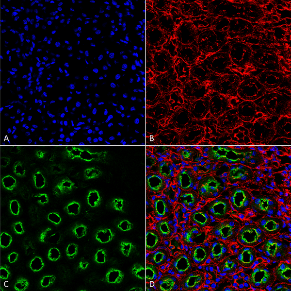 Rabbit Anti-NKCC2 Antibody used in Immunohistochemistry (IHC) on Kidney (SPC-401)