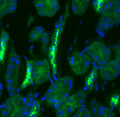 Rabbit Anti-NCC Antibody used in Immunohistochemistry (IHC) on kidney tissue (SPC-402)
