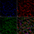 Rabbit Anti-ENaC Antibody used in Immunohistochemistry (IHC) on kidney tissue (SPC-403)