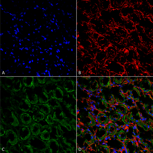 Rabbit Anti-ENaC Antibody used in Immunohistochemistry (IHC) on kidney tissue (SPC-403)