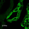 Rabbit Anti-ENaC Antibody used in Immunohistochemistry (IHC) on kidney tissue (SPC-404)
