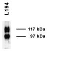 Rabbit Anti-UT-A1 Antibody used in Western blot (WB) on Inner medulla (SPC-406)