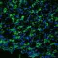 Rabbit Anti-Aquaporin 1 Antibody used in Immunohistochemistry (IHC) on kidney tissue (SPC-502)