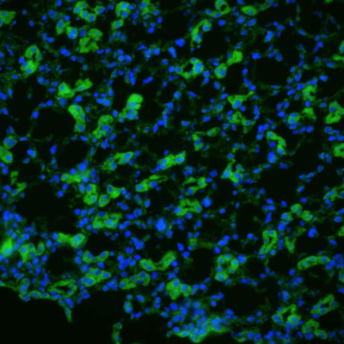 Rabbit Anti-Aquaporin 1 Antibody used in Immunohistochemistry (IHC) on kidney tissue (SPC-502)