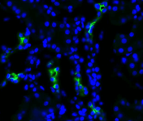 Rabbit Anti-Aquaporin 2 Antibody used in Immunohistochemistry (IHC) on kidney tissue (SPC-503)