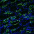 Rabbit Anti-Aquaporin 3 Antibody used in Immunohistochemistry (IHC) on kidney tissue (SPC-504)