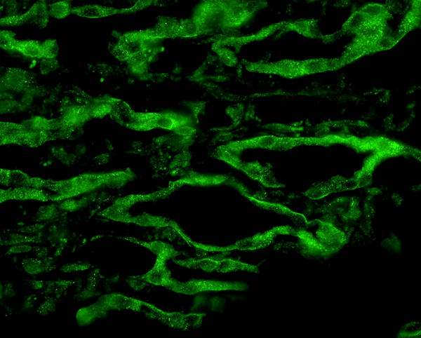Rabbit Anti-Aquaporin 4 Antibody used in Immunohistochemistry (IHC) on kidney tissue (SPC-505)